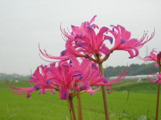 彼岸花